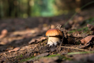 mushrooms in forest