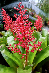 red flowers in the garden