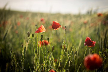 field of poppies