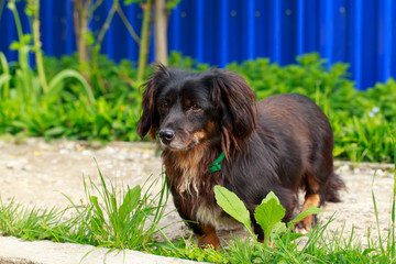 Dog breed dachshund