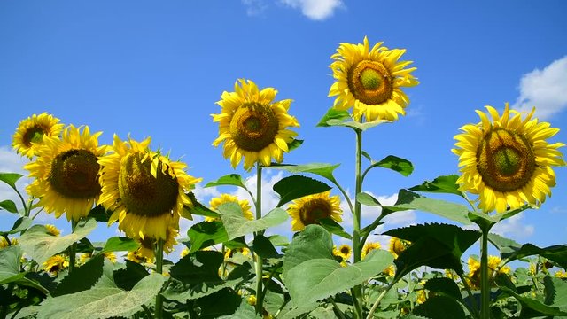 Agricultural cultivation of sunflower in the field. Russia