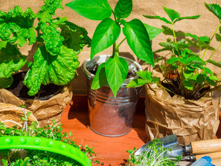 Gardening tools, seedling of bell pepper, microgreens, strawberry, basil in pots on wooden table. Spring garden