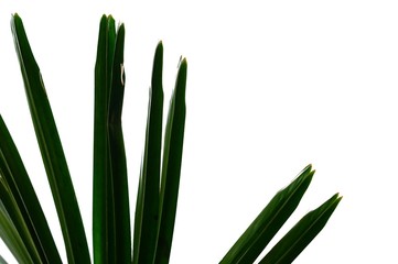 Palm leaves on white isolated background for green foliage backdrop