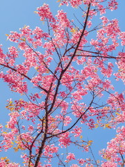 Ant's eye view of Wild Himalayan (Prunus) or Thai Sakura pink flowers cherry blossom on tree with blue sky background, Doi Ang Khang, Chiang Mai, Thailand.