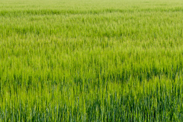 Background from fragment of field with young green wheat