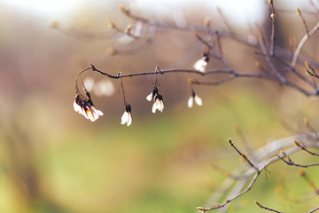 transparent seed helicopter maple at sunset early spring