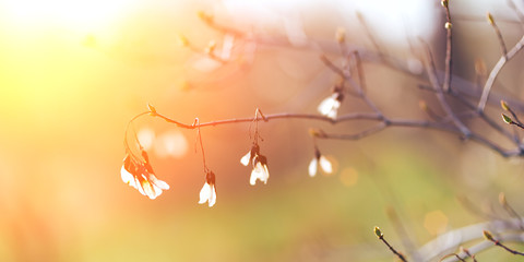transparent seed helicopter maple at sunset early spring