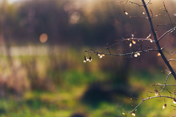 transparent seed helicopter maple at sunset early spring