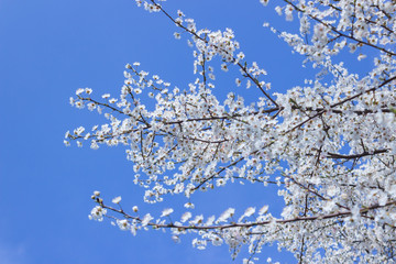 White color Apricot blossom close-up with blue sky background
