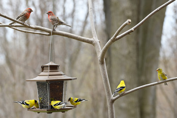Two male House Finches above a back yard bird feeder with molting male yellow American Goldfinches