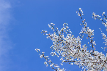 White color Apricot blossom close-up with blue sky background