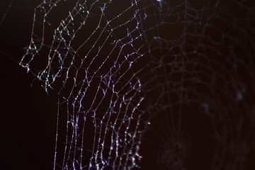 Spinnennetz sehr nah