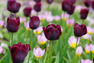 Fototapeta premium tulips in the garden