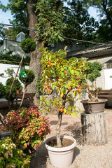 Fototapeta na wymiar Paradise apple tree in a pot. Miniature bonsai