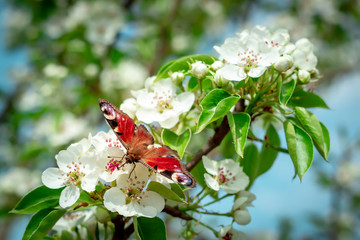 Peacock butterfly sitting on white blossom - spring concept.
