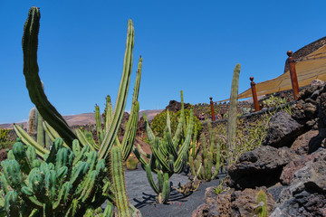 cactus garden in Guatiza, Lanzarote