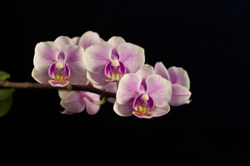 Naklejka na ściany i meble Charming flowers of a violet orchid on a black background