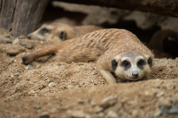 Meerkat