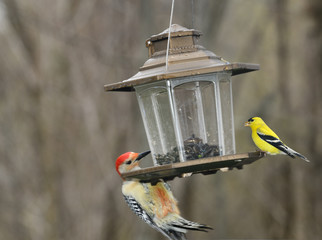 Male Red Bellied Woodpecker showing reddish belly and yellow male American Goldfinch on a feeder in Toronto