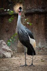Crowned Crane