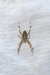 Kreuzspinne