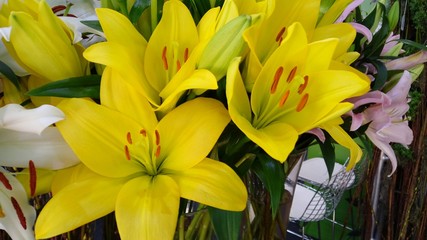 Fototapeta premium yellow flowers