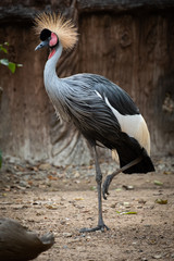 Crowned Crane