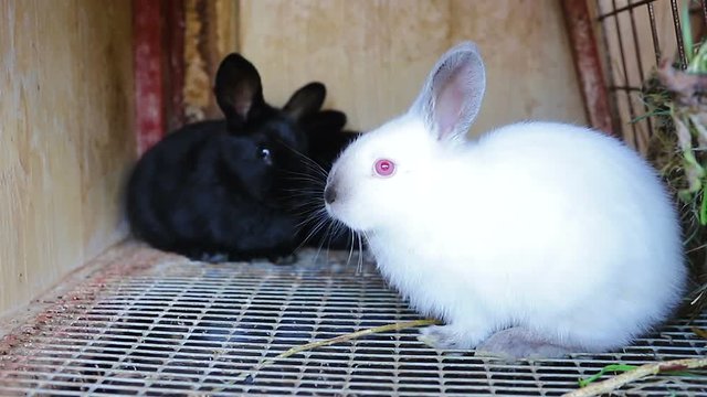 Agriculture farming concept. Little rabbits sitting in a cage on the farm, white and black color rabbits, close-up.