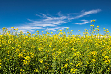 Campo di colza gialla su cielo blu e nuvole bianche