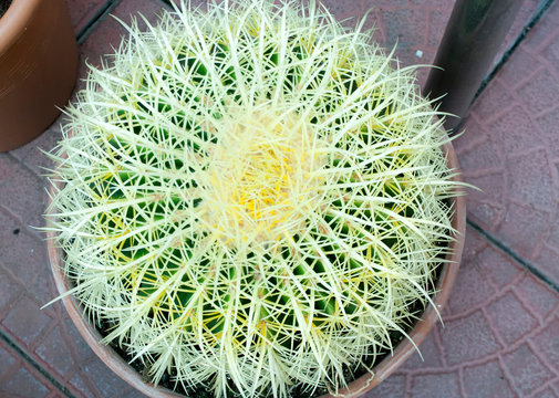 Big cactus. Echinopsis with large spines. Exatic beautiful plant.