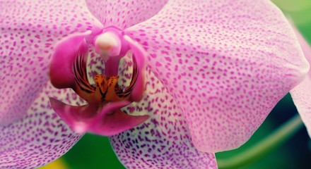 Амазонка. Орхидея