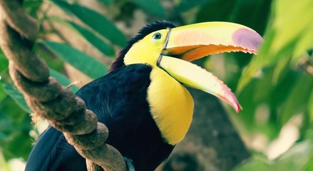 Житель Амазонии