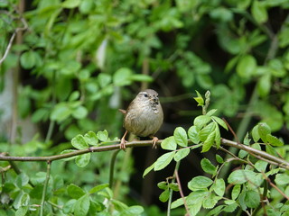 wren (Troglodytes troglodytes) with a beak full of grubs for its young