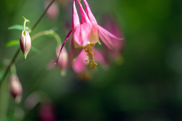 Columbine flowers in the Spring