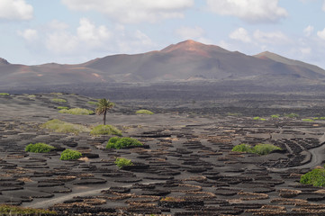 La Geria - amazing black landscape of volcanic wine area in Lanzarote, Canarias island 