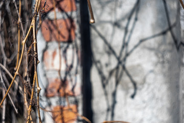 Yellow dry branches on brick wall background