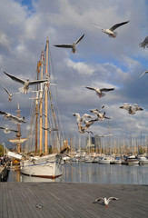 Flying seagulls in Port of Barcelona, Spain. Ships background