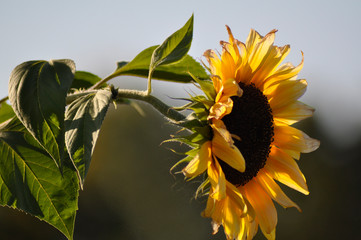Sunflower at the sunset, natural background. Close up. 