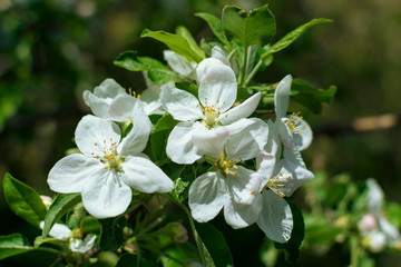 white flowers on an apple tree branch, blooms in spring, close-up
