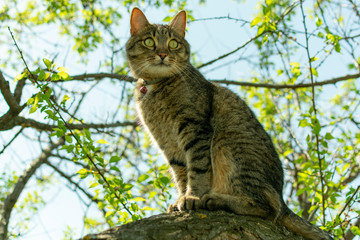 Naklejka na ściany i meble the cat is sitting on a branch on a tree and looking into the distance