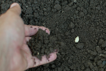 hand fall asleep the ground squash seed in the garden, sow a plant