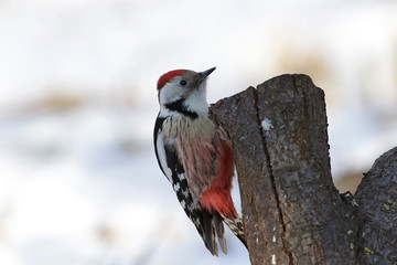 woodpecker on tree