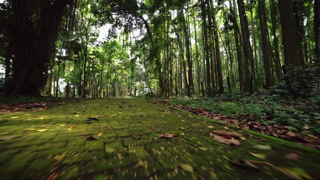 TRACKING, POV, HANDHELD, LOW ANGLE: Paving slabs overgrown with moss. Walk through rainforest path, glide shot, exotic plants around. First person view, jogging through tropical forest, clear ground