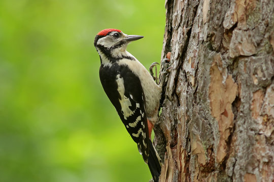 great woodpecker on tree
