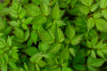 Green leaves soft leaves and gradation in natural light