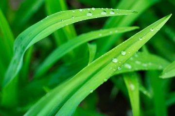 Water drops on green leaf. Close up. Dew after rain