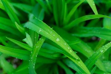 Water drops on green leaf. Close up. Dew after rain