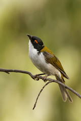 White-naped Honeyeater - Melithreptus lunatus - one of australian honeyeaters in the forest. Australia