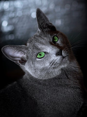 Russian blue cat with green eyes sitting in the dark