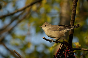 bird on a branch